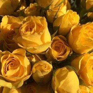 Meet your Posher, Meredith